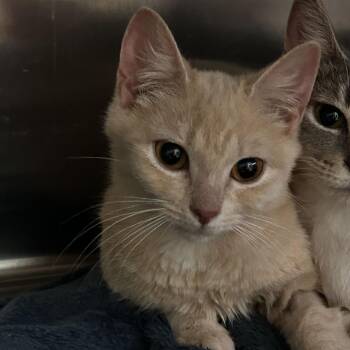 Stinky -  Domestic Short Hair Cat for Adoption in Spruce Pine, North Carolina - Stinky | PetCurious