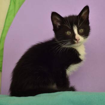 Kurt Vonnegut -  Domestic Short Hair Cat for Adoption in Portland, Oregon - Kurt Vonnegut | PetCurious