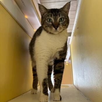 Maple -  Domestic Short Hair Cat for Adoption in Carencro, Louisiana - Maple | PetCurious