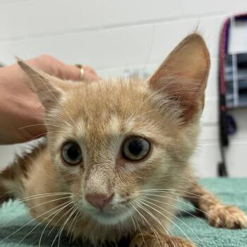Dillon -  Domestic Short Hair Cat for Adoption in Corpus Christi, Texas - Dillon | PetCurious