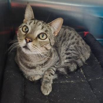 Milo -  Domestic Short Hair Cat for Adoption in Spokane, Washington - Milo | PetCurious