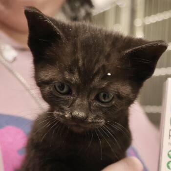 Domestic Short Hair Cats Available for Adoption in Briarcliff Manor, New York - No Collar | PetCurious