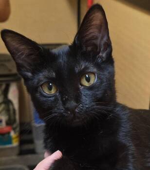 Dahlia -  Bombay and Domestic Short Hair Cat Available for Adoption in San Antonio, Texas - Dahlia | PetCurious