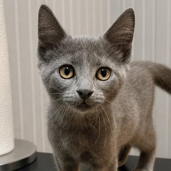 Lana -  Domestic Short Hair Cat for Adoption in Pontiac, Michigan - Lana | PetCurious