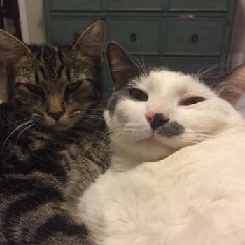 Eleanor -  Domestic Medium Hair Cat for Adoption in Nashville, Tennessee - Eleanor | PetCurious
