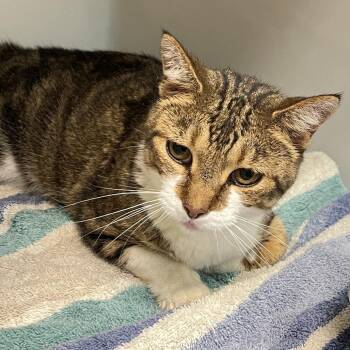 Kimmy -  Domestic Short Hair Cat for Adoption in Harrisonburg, Virginia - Kimmy | PetCurious
