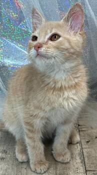 Rescue Domestic Short Hair Cats for Adoption in Shreveport, Louisiana - Porsche | PetCurious