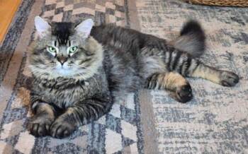 Domestic Long Hair Cats Available for Adoption in Anchorage, Alaska - Harley | PetCurious