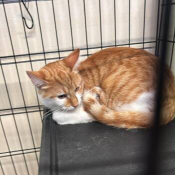 Domestic Short Hair Cats Available for Adoption - Harriett | PetCurious