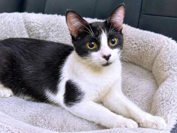 Candy -  Domestic Short Hair Cat for Adoption in Great Neck, New York - Candy | PetCurious