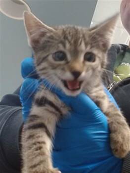 Domestic Short Hair Cats Available for Adoption in Oklahoma City, Oklahoma - A473815 | PetCurious