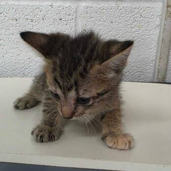 Pebbles -  Domestic Short Hair Cat for Adoption in Edinburg, Texas - Pebbles | PetCurious