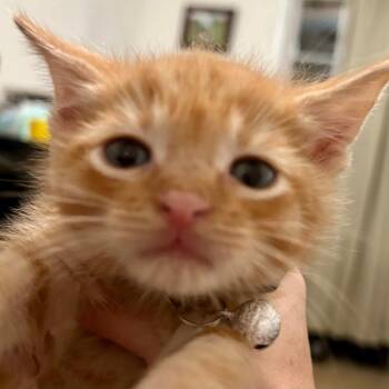 Little O -  Domestic Short Hair Cat for Adoption in Brevard, North Carolina - Little O | PetCurious