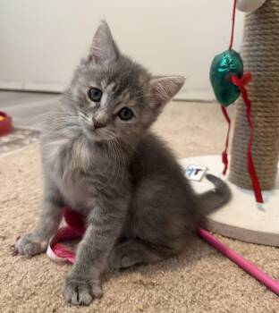 Kona - BONDED PAIR -  Domestic Short Hair Cat for Adoption in Naugatuck, Connecticut - Kona - BONDED PAIR | PetCurious