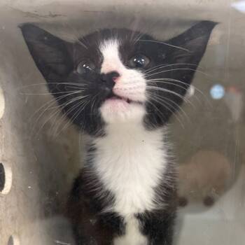 Rescue Domestic Short Hair Cats for Adoption in Columbus, Georgia - 11/22/2025-Stray-WisteriaLane | PetCurious