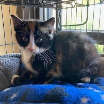Rescue Domestic Short Hair Cats for Adoption in Mason City, Iowa - Junebug | PetCurious