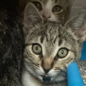 Domestic Short Hair Cats Available for Adoption - Raspberry | PetCurious