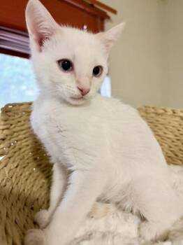 SHORTBREAD -  Domestic Medium Hair Cat for Adoption in Broomfield, Colorado - SHORTBREAD | PetCurious