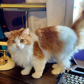 Ragdoll and Domestic Long Hair Cats Available for Adoption in Woodinville, Washington - Baby Ollie | PetCurious