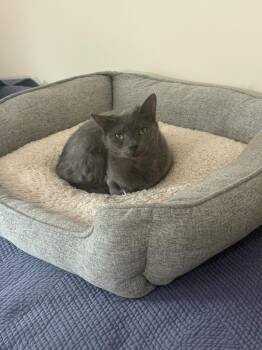 Fiddles -  Domestic Short Hair Cat for Adoption in Hampton, Virginia - Fiddles | PetCurious