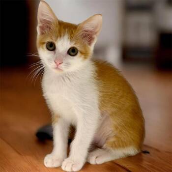 Mascarpone -  Domestic Short Hair Cat for Adoption in Cape Coral, Florida - Mascarpone | PetCurious