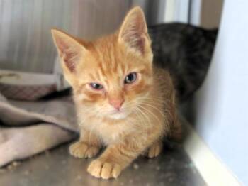 Rescue Domestic Short Hair Cats for Adoption in Tustin, California - CHASE | PetCurious