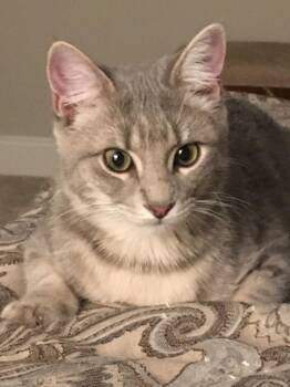 Tabby and Domestic Short Hair Cats Available for Adoption - Sturgill | PetCurious