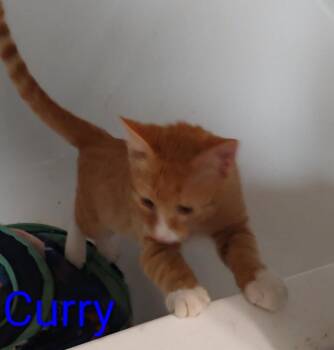 Curry -  Domestic Medium Hair Cat for Adoption in Boone, Colorado - Curry | PetCurious