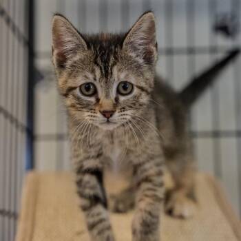 Domestic Short Hair Cats Available for Adoption in Pawling, New York - Blueberry Muffin | PetCurious
