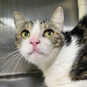 Will Feral -  Domestic Short Hair Cat for Adoption in Palm Springs, California - Will Feral | PetCurious