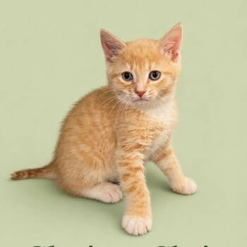 Glorious Chris -  Domestic Short Hair Cat for Adoption in Fredericksburg, Virginia - Glorious Chris | PetCurious