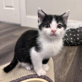 Domestic Short Hair Cats Available for Adoption in Fairfax Station, Virginia - Georgia | PetCurious