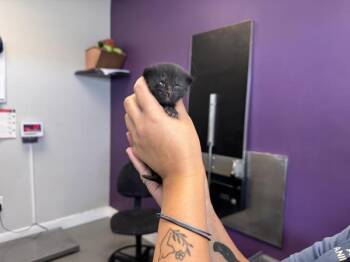 Miss Thor -  Domestic Short Hair Cat for Adoption in Salt Lake City, Utah - Miss Thor | PetCurious