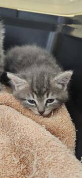 Hydrangea -  Domestic Short Hair Cat for Adoption in Van Wert, Ohio - Hydrangea | PetCurious