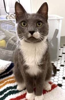 SPARK -  Domestic Short Hair Cat for Adoption in Dedham, Massachusetts - SPARK | PetCurious