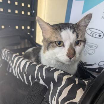 Bugs Life -  Domestic Long Hair Cat for Adoption in Asheville, North Carolina - Bugs Life | PetCurious