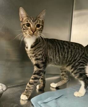 Rescue Domestic Short Hair Cats for Adoption in Fresno, California - Pixie | PetCurious