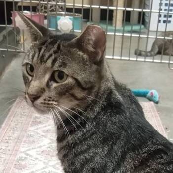 Andy -  Domestic Short Hair Cat for Adoption in Palm Harbor, Florida - Andy | PetCurious