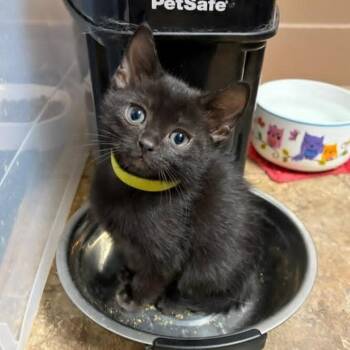 Domestic Short Hair Cats Available for Adoption in Urbandale, Iowa - Twix | PetCurious