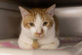 Ceasar -  Domestic Short Hair and Tabby Cat for Adoption in Mountain Home, Arkansas - Ceasar | PetCurious