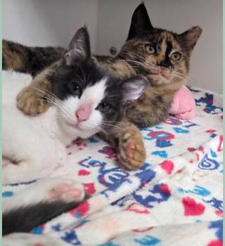 NETTA & HOPSCOTCH -  Domestic Short Hair Cat for Adoption in Smithtown, New York - NETTA & HOPSCOTCH | PetCurious