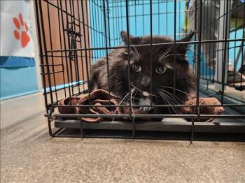 Rescue Domestic Long Hair Cats for Adoption in Houston, Texas - MOOEY | PetCurious