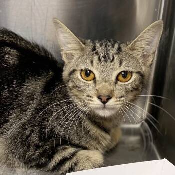 Rescue Domestic Short Hair Cats for Adoption in Palm Springs, California - TunaFish | PetCurious