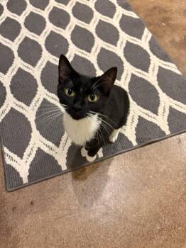 Potato Salad -  Tuxedo Cat for Adoption in Columbia, South Carolina - Potato Salad | PetCurious