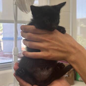 Yosemite -  Domestic Short Hair Cat for Adoption in Corpus Christi, Texas - Yosemite | PetCurious