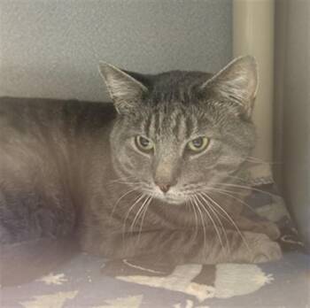 SPICY MAC -  Domestic Short Hair Cat Available for Adoption in Bloomington, Illinois - SPICY MAC | PetCurious