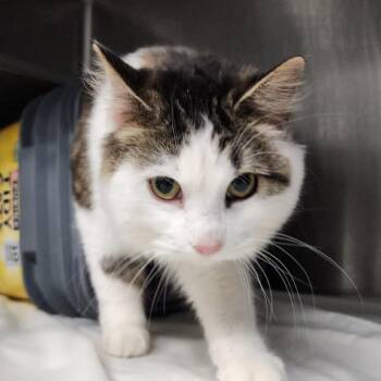 Domestic Medium Hair Cats Available for Adoption - Bunny | PetCurious