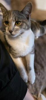 Domestic Short Hair Cats Available for Adoption - Karly | PetCurious