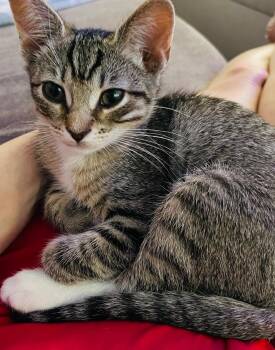 Domestic Short Hair Cats Available for Adoption in Irvine, California - Sydney | PetCurious