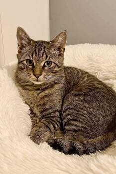Rescue Domestic Short Hair Cats for Adoption in Hanover, Pennsylvania - Juniper | PetCurious